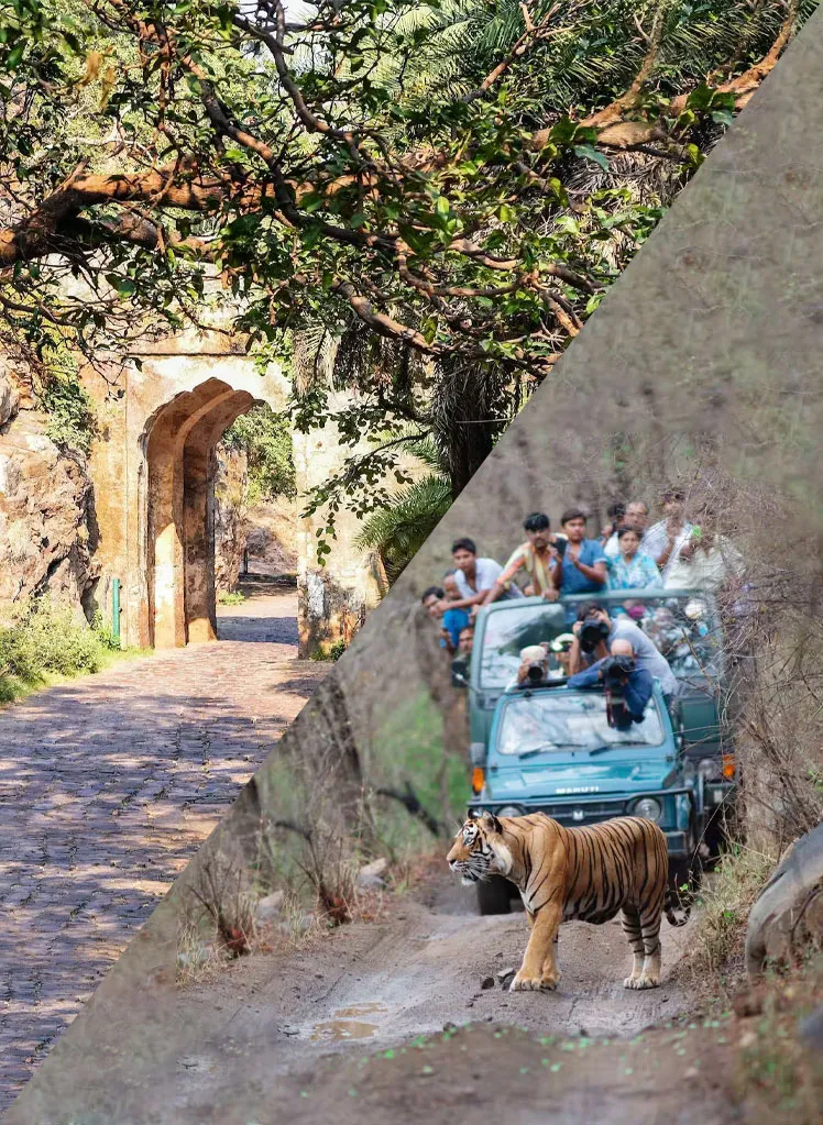 Ranthambore Safari Tour Package